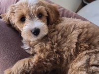 3 Aylık Erkek Maltipoo
