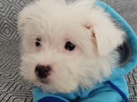 3 Aylık Terrier