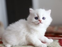 Bir çift boncuk mavi göz british longhair