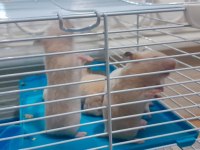Suriye hamster