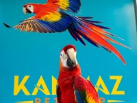 EĞİTİMLİ ARA MACAW PAPAĞANLARIMIZ GÖNDERİM MEVCUT