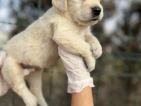 Baby face Irk Garantili Golden Retriever Yavrular