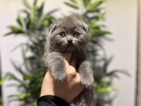 SCOTTISH FOLD GRİ YAVRULARIM 