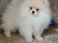 Pomeranian boo dişi 3 aylık