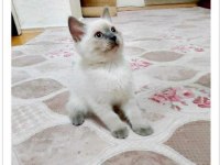 BRİTİSH VE SCOTTİSH YAVRULAR