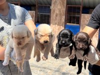 Labrador yavru köpekler