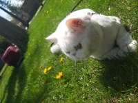 Ücretsiz sahiplendirilecek british shorthair