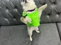 4 aylık dişi aşıları yapılmış çok akıllı chihuahua