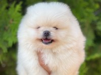 Pomeranian boo yavrular
