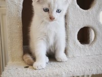 Scottish fold yavru kediler