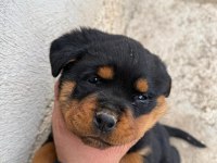Son 3 erkek koca kafa rottweiler yavrular