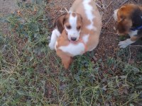 Show kalite safkan beagle yavrular