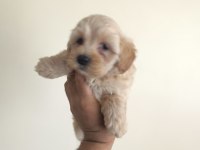 MALTİPOO YAVRULAR