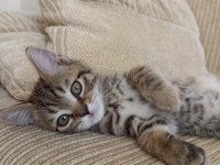 Scottish fold kedimin yavruları