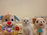 SCOTTISH FOLD BEYAZ YAVRULARIM 