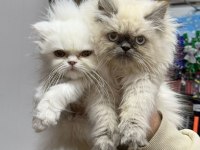 A kalite scottish longhair bebekler