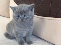 Mükemmel british shorthair bebekler ırk garantili