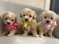AŞILI MİKRO ÇİPLİ PASAPORTLU MALTİPOO KÖPEKLERİMİZ