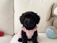 Black morkie