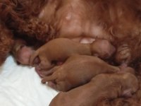 Toy Poodle Kore Teacup hepsi mevcuttur
