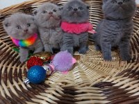 Gri ve silver scottish fold yavrular eğitimli