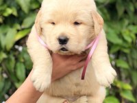 GOLDEN RETRİEVER PUPPİES