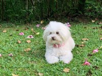Sempatik maltipoo yavrular