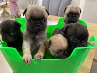 Pink Babadan Pug Mops yavrular