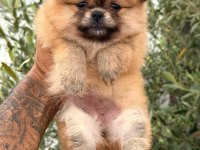 POMERANİAN BOO DİŞİ YAVRULAR