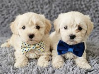 Kartopu Maltese Köpekler