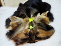 Mini erkek yavru yorkshire terrier