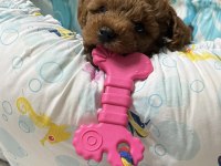 Temas bağımlısı dişi poodle bebek