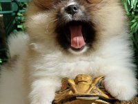 Mini Teddy Face Pomeranian Dişi Yavrular