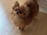 Uzun tüylü chihuahua