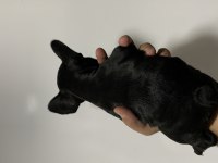 BLACK FRENCH BULLDOG