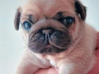 Muhteşem Pug Mops Köpekler A Kalite