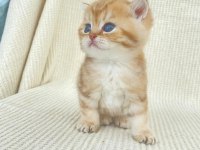 By22 Erkek yavru safkan british shorthair