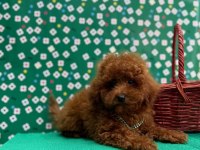 Orjinal toy poodle çocuklar