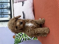 Dişi Red Poodle yavrumuz