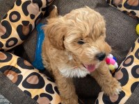 A kalite Maltipoo yavrumuz