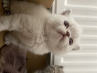 British 1 aylık kedi