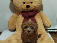 Acil Toy Poodle