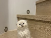 SCOTTISH FOLD LONGHAIR YAVRULARIM 