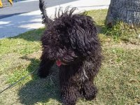 Eylül doğumlu toy poodle