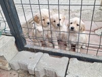 GOLDEN RETRİEVER YAVRULAR REZERVEYE AÇIK