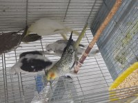 Hazır kızgın boşta kendi üretimim sultan papağanı dişiler