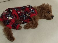 Acil Toy Poodle