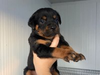 Rottweiler yavruları