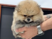 Petmode köpek çiftliğinde ziyarete açık pomeranian