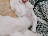 Maltipoo yavrularımız yeni yuvalarını bekliyor
